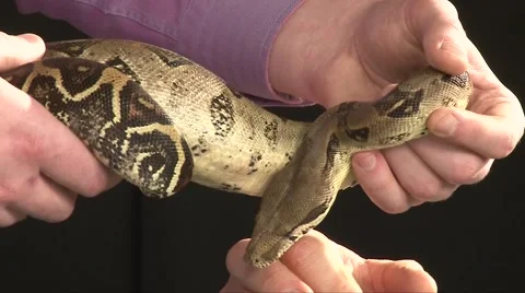 Large Boa Constrictor Moving In Man Hands, Close Up Shot Stock-Footage 67104065