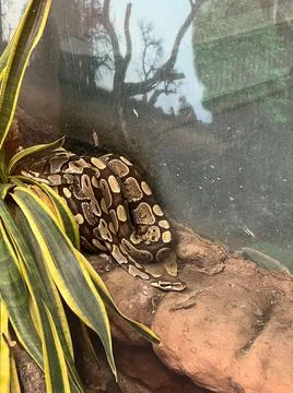 Large boa constrictor sleeps in an aviary behind glass Fotos Stock