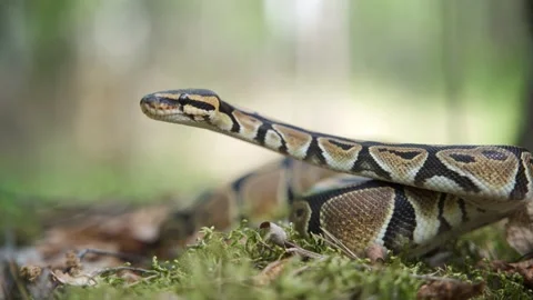 A large boa constrictor slowly raises its head up. Fat snake in the forest close Video stock 156724502
