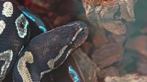 A large boa constrictor snake slowly moves its head. Stock Footage 157220186