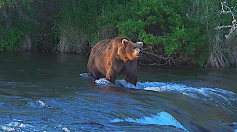 Large Boar Brown Bear Sniffs Air then Turns and Walks Away in River Stock Footage 50391696