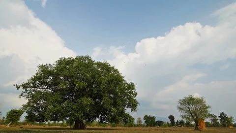 Large Bodhi tree in the field. Stock Footage 98519914