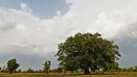 Large Bodhi tree in the field. Stock Footage