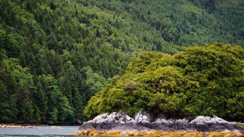 A large body of water surrounded by a forest Stock Footage 156014108