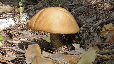 Large boletus close up Stock Footage 118803545