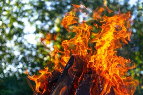 Large bonfire on the background of trees Stock Photos