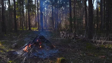 Large bonfire of branches burning in a sunny spring forest Stock Footage 345478883