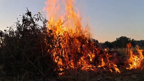Large Bonfire Burning Dry Agricultural Waste and Branches at Sunset Stock Footage 345747879
