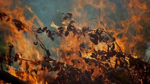 Large Bonfire Of Dry Branches In Evening Forest.  Stock Footage 113665051