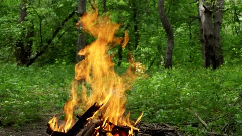 A large bonfire in the forest, a bright orange flame. Stock Footage 131431185
