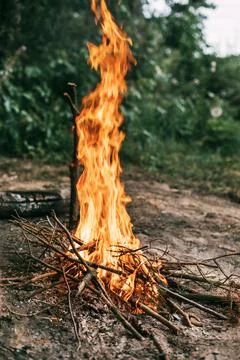 A large bonfire in the forest, close-up Foto stock