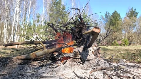 Large Bonfire in the Garden, Burning Tree Branches with Smoke and Crackling Soun 스톡 동영상 332636330