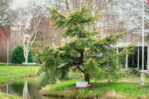 Large Bonsai Cedar Stock Photos