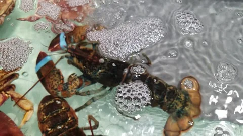 Large Boston lobster Stock Footage 291283245