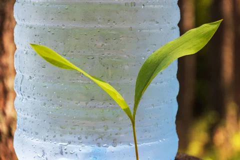 A large bottle of fresh, clean drinking water stands in the forest next to th Stockfoto's