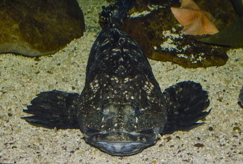 Large bottom-dwelling fish resting on sandy seabed Stock Photos