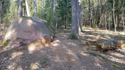 Large boulder and rotten tree Stock Photos