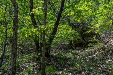 Large boulder behind trees Stock Photos