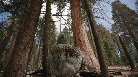 Large Boulder Beside Sequoia Tree with Surrounding Pines Sequoia National Park Stock Footage 314895943