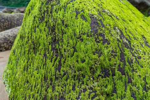 Large boulder covered with green algae. Green algae on the stone Stock Photos