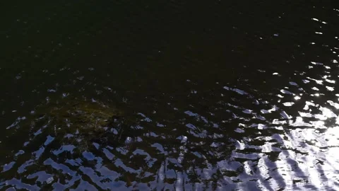 Large boulder covered with greenish water, lying at the bottom of the reservoir. Stock Footage 201866306