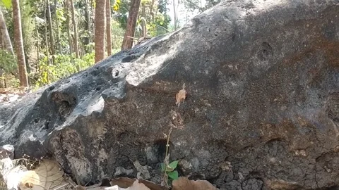 Large Boulder in the Forest 스톡 동영상 341754829