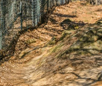 Large boulder in forest Stock Photos