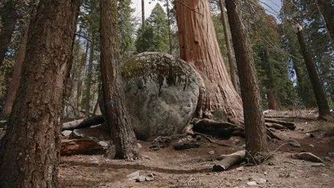 Large Boulder Next to Giant Sequoia Tree Stock Footage 314895211