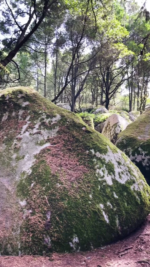 Large boulders in the forest Stock Footage 304446177
