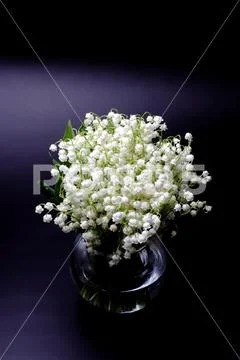 A large bouquet of forest lily of the valley in a glass vase against a dark b Stock Photos