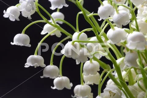 A large bouquet of forest lily of the valley in a glass vase against a dark b Stock Photos