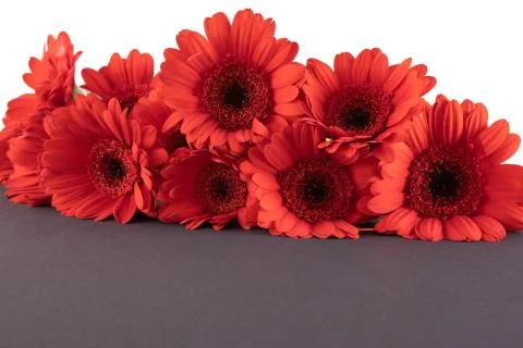 Large bouquet of red gerbera on the table, very close Stock Photos