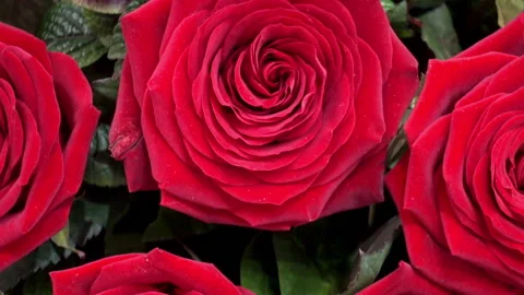 Large bouquet of red roses as background. Stock Footage 85626898