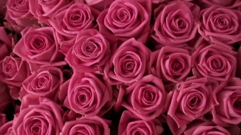 A large bouquet of roses. Stock Footage 76709151