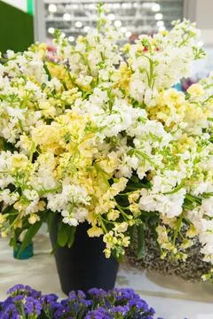 Large bouquet of white matthiola in a pot is sold in a flower shop. White del Stock Photos