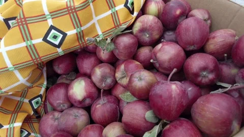 A large box of natural red apples, a large quantity of edible apples for the  Stock Footage 166322621