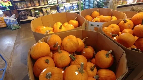 Large Boxes of Pumpkins For Sale Stock Footage 96128290