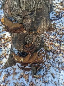 Large Bracket Fungi on Tree Trunk with Snow and Dead Leaves Фото