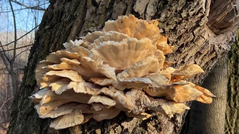 Large Bracket Fungus Growing on Tree Trunk in Forest - Wild Mushroom Parasite Video stock 304158556