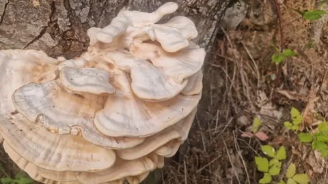 Large Bracket Fungus Growing on Tree Trunk in Sierra de Gredos, Spain Stock Footage 341894172