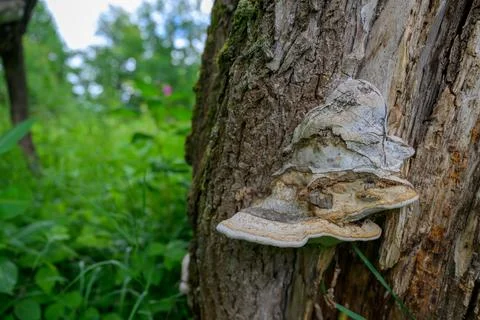 Large bracket fungus grows on tree trunk Stock Photos