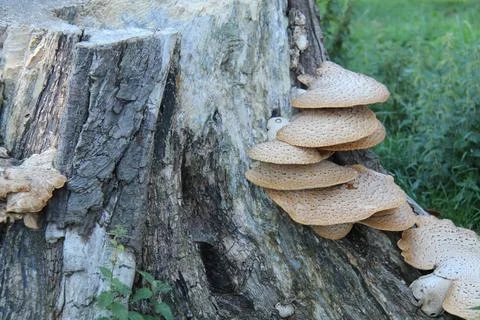 Large Bracket Fungus. Stock Photos