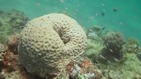 Large Brain Coral Surrounded by Small Coral Structures and Swimming Fish Underwa Stock Footage 311987610
