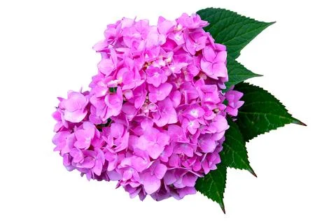 Large branch of hydrangea of pale pink color, isolated on a white background Foto stock