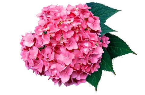 Large branch of hydrangea of pale pink color, isolated on a white background Stock Photos