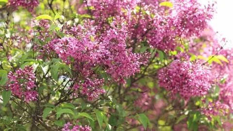 A large branch of lilac blossoms Video stock 241031965