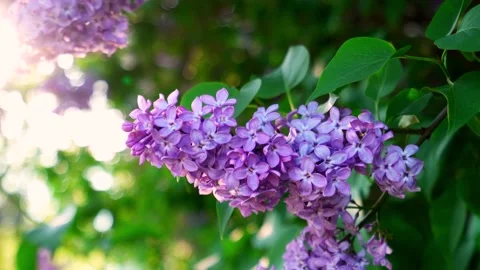 A large branch of lilac in the sunset rays of the evening sun Stock Footage 148810544