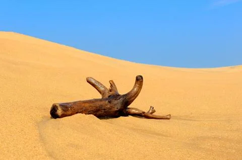 Large branch on a sand Stock Photos