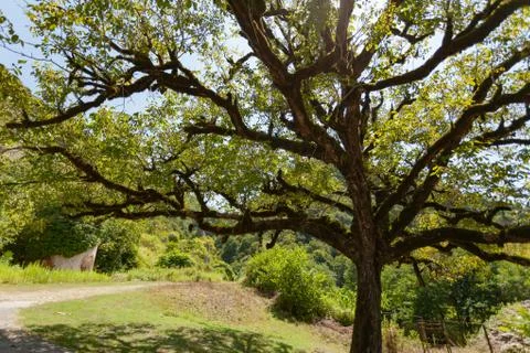 Large branch tree Stock Photos
