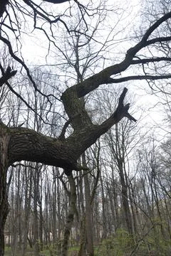 A large branch of a tree. View of the spring forest. Stock Photos